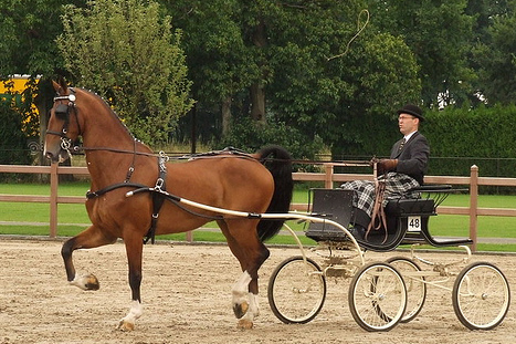 Harness and carriage horses, such as the Dutch harness horse, are powerful, but of a lighter build and livelier disposition than draft horses