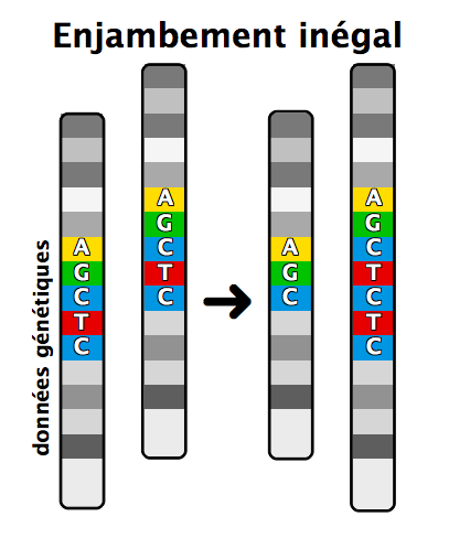 File:Enjambement inégal.png