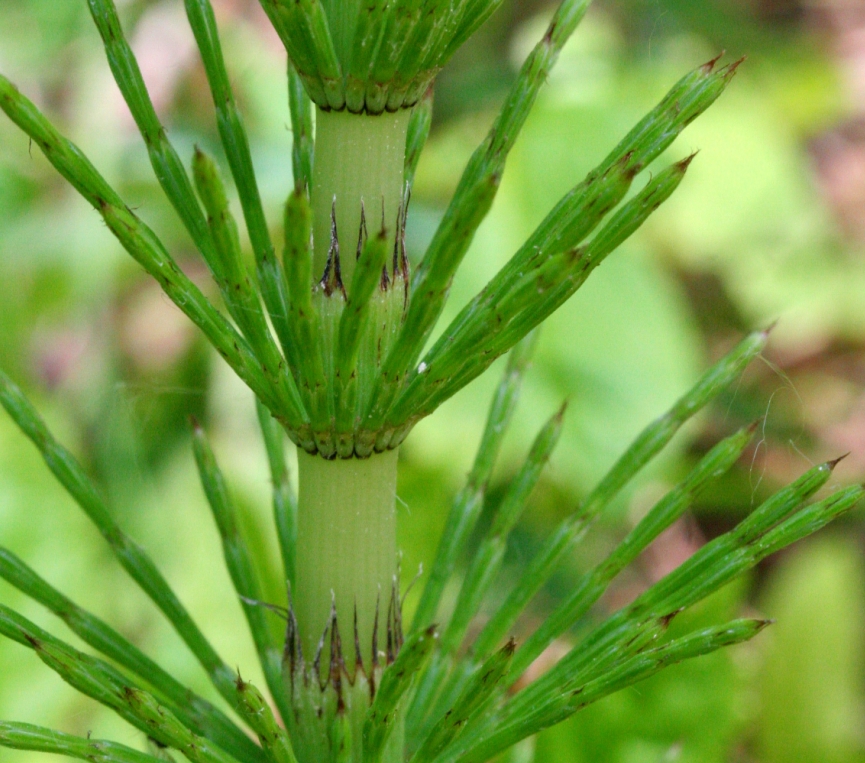 Uses and properties of Horsetail herb (Equisetum arvense)