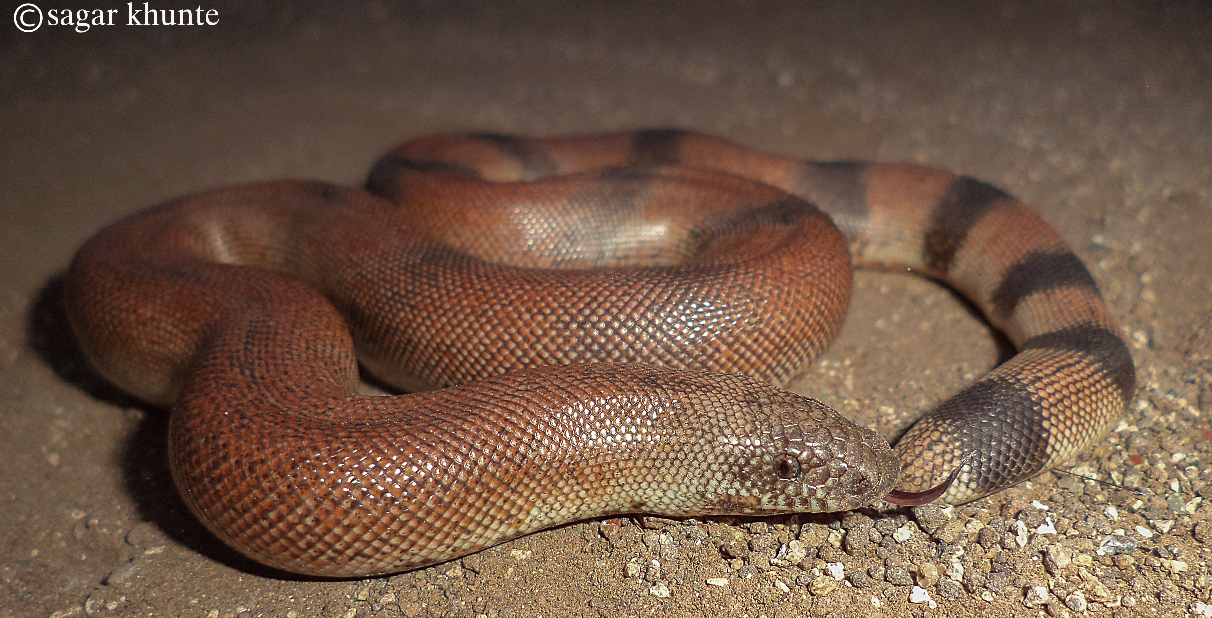 Red Sand Boa