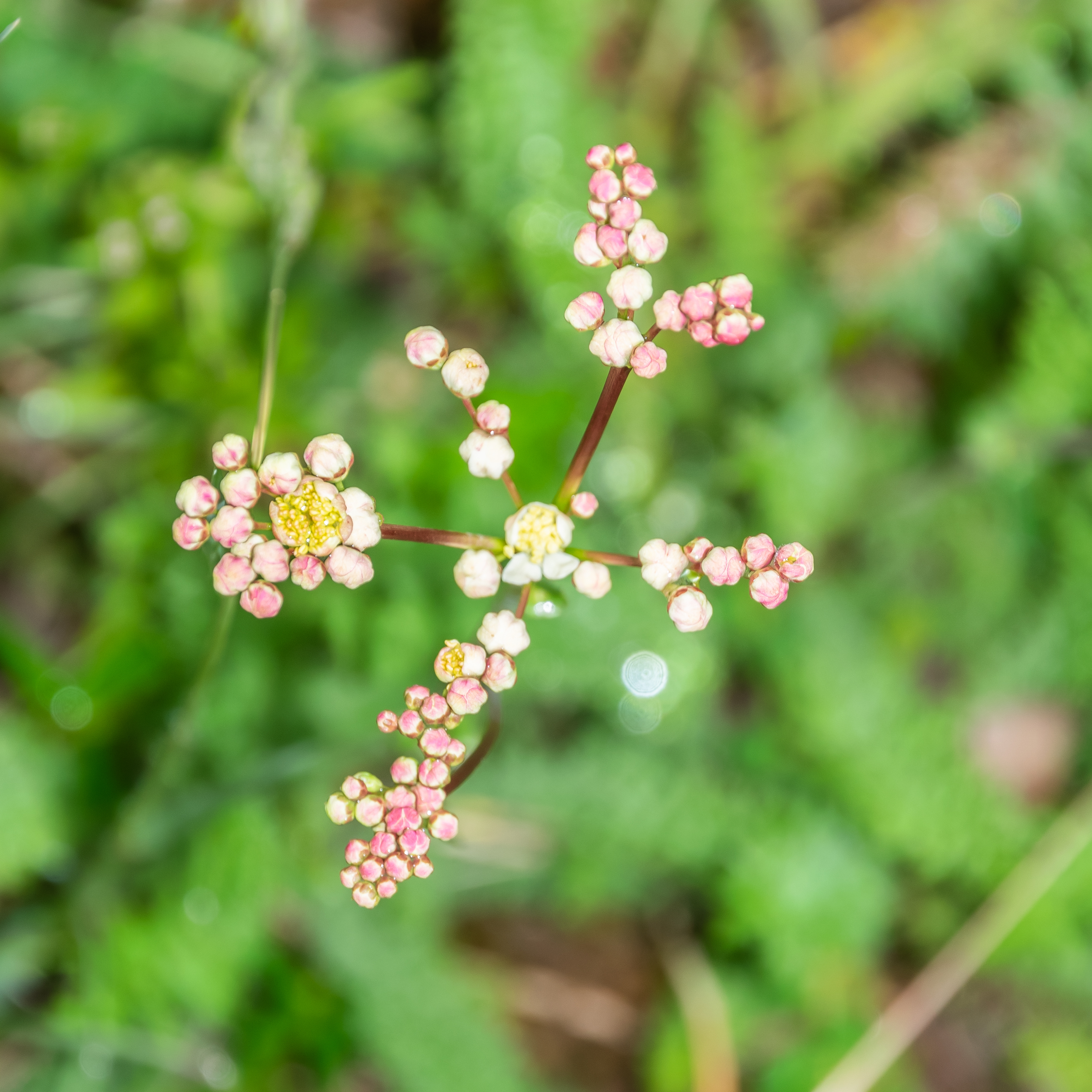 Vulgaris. Filipendula vulgaris. Filipendula vulgaris тычинки какие. Деляфондия вульгарис.