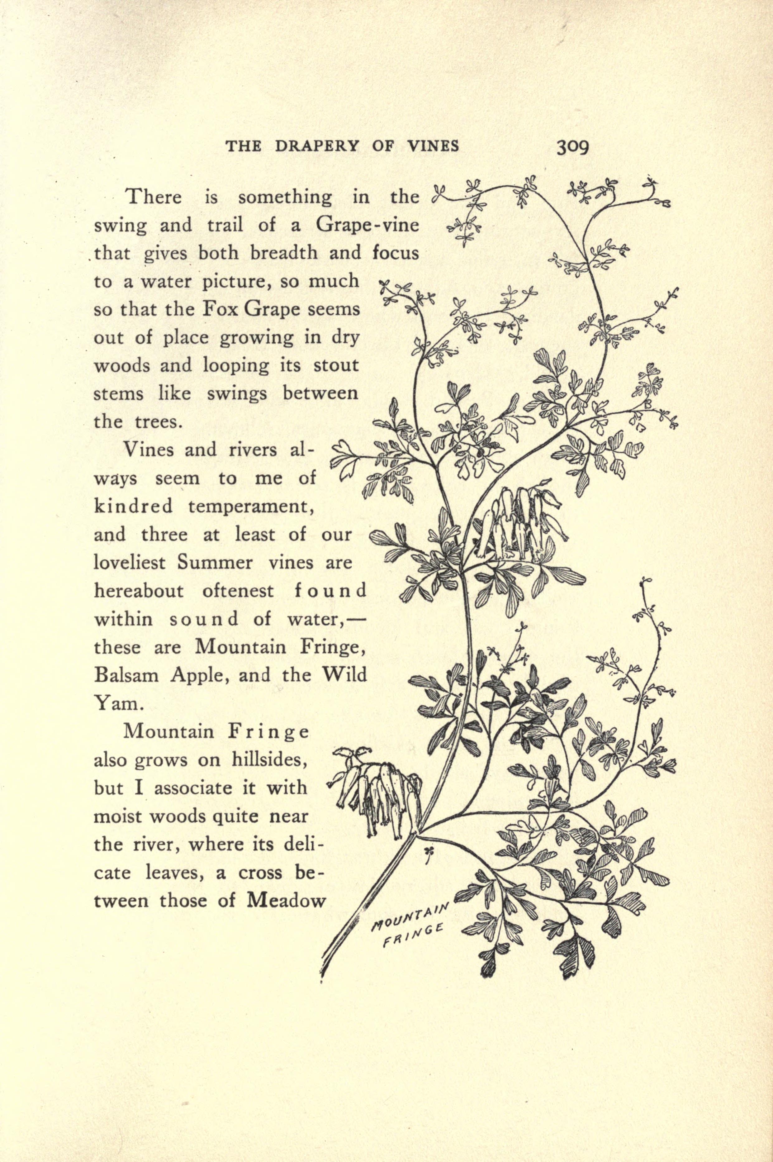 File Flowers And Ferns In Their Haunts Page 409 Bhl17163706 Jpg Wikimedia Commons