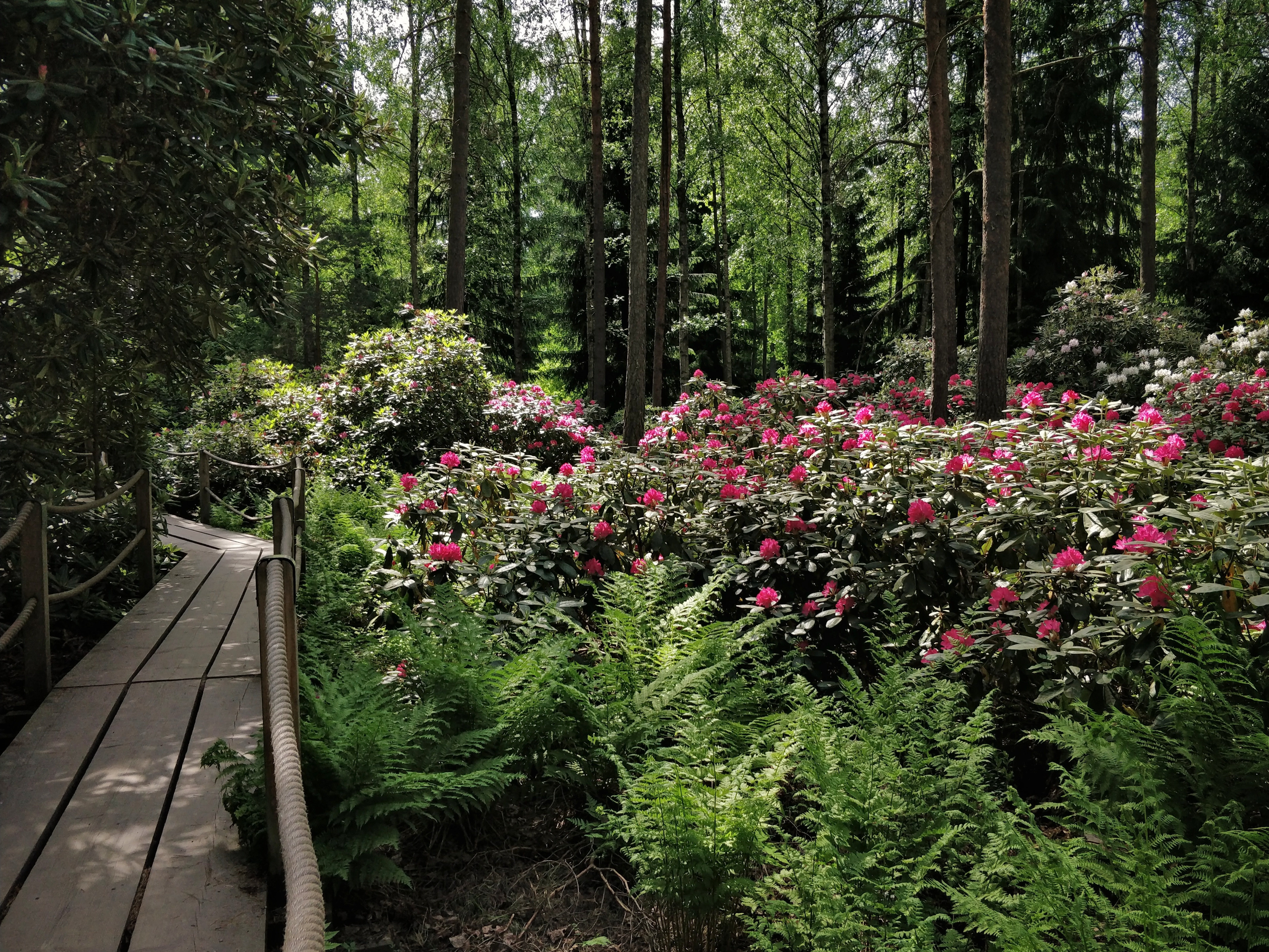 Haaga Rhododendron Park Wikipedia