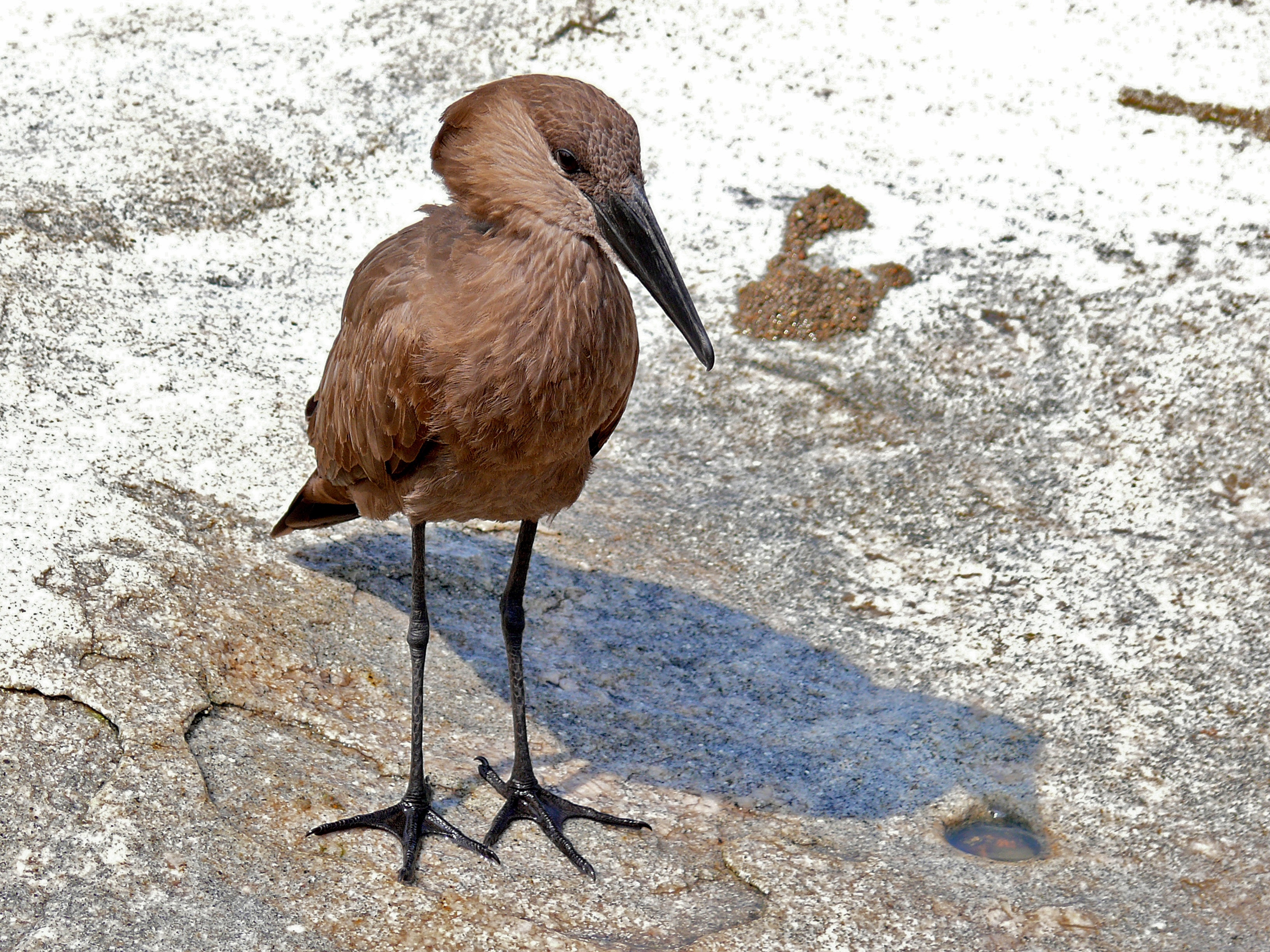 Hamerkop (Scopus umbretta) (6035836990).jpg