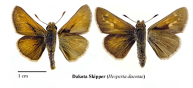 File:Hesperia dacotae1.jpg