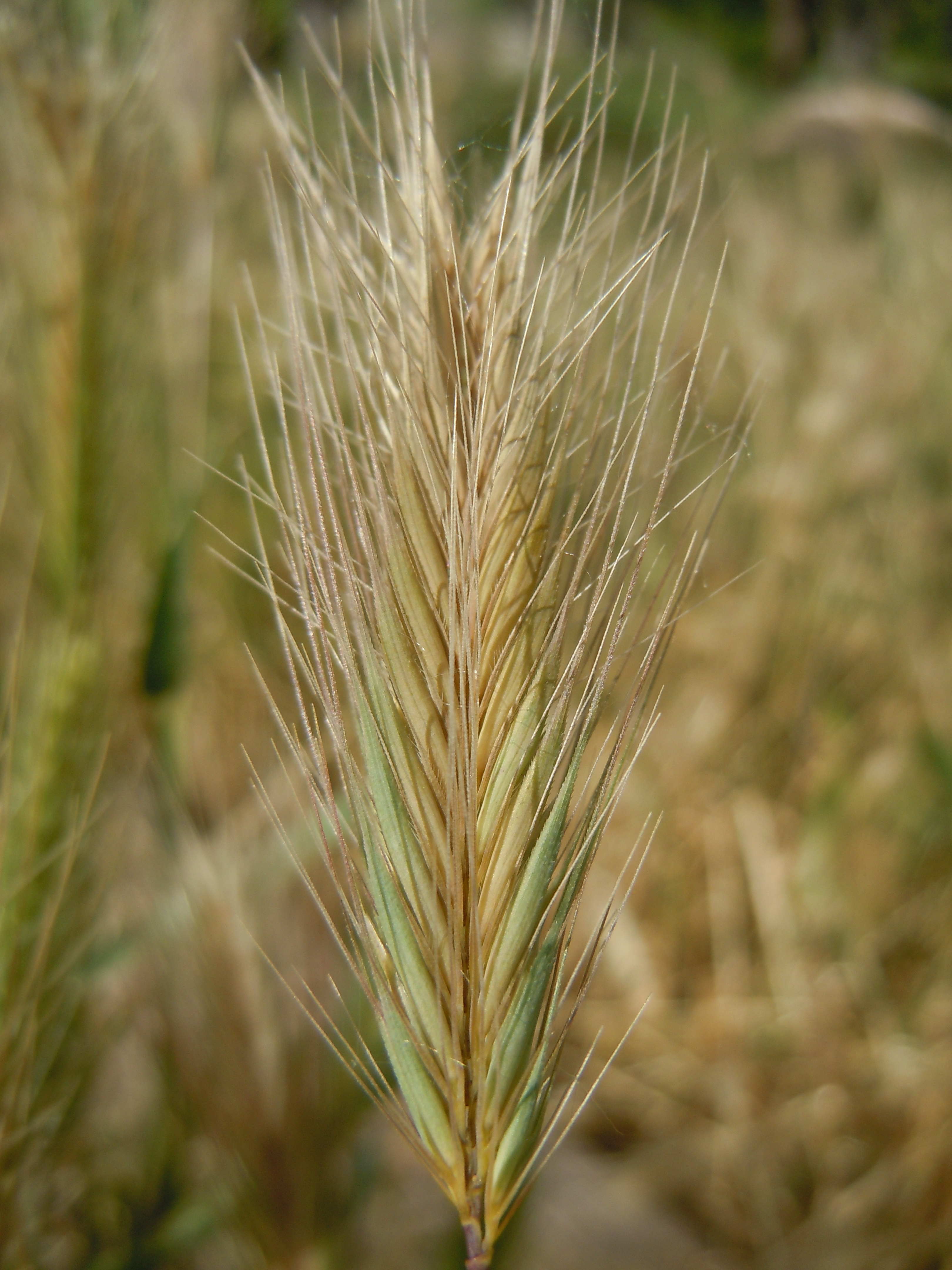 Hordeum leporinum. Распространенные Дикие злаки Hordeum. Волос Колоса.