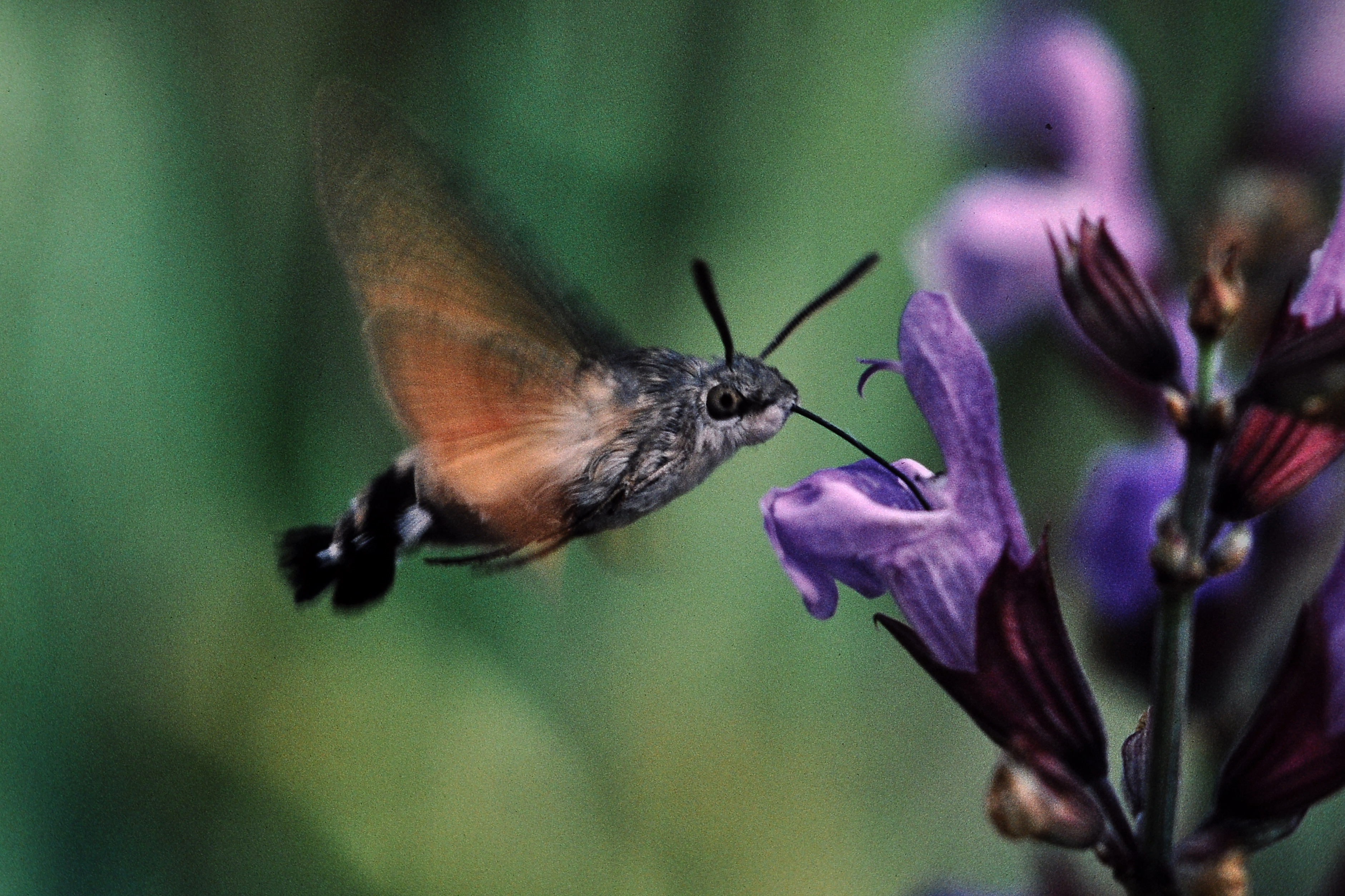 Hummingbird hawk-moth - Wikipedia