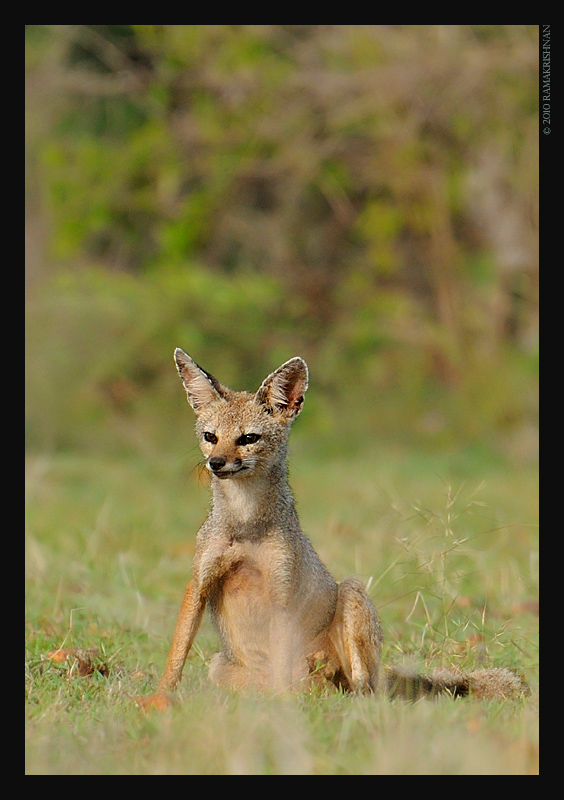 Bengal fox - Wikipedia