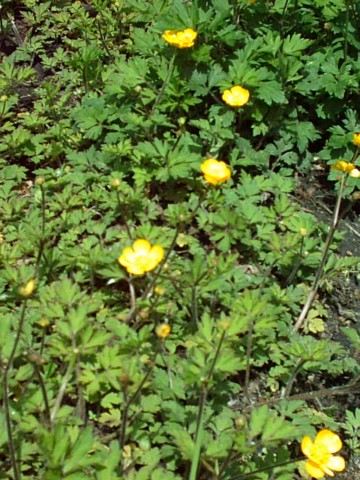 File:Jaskier rozłogowy Ranunculus repens.jpg