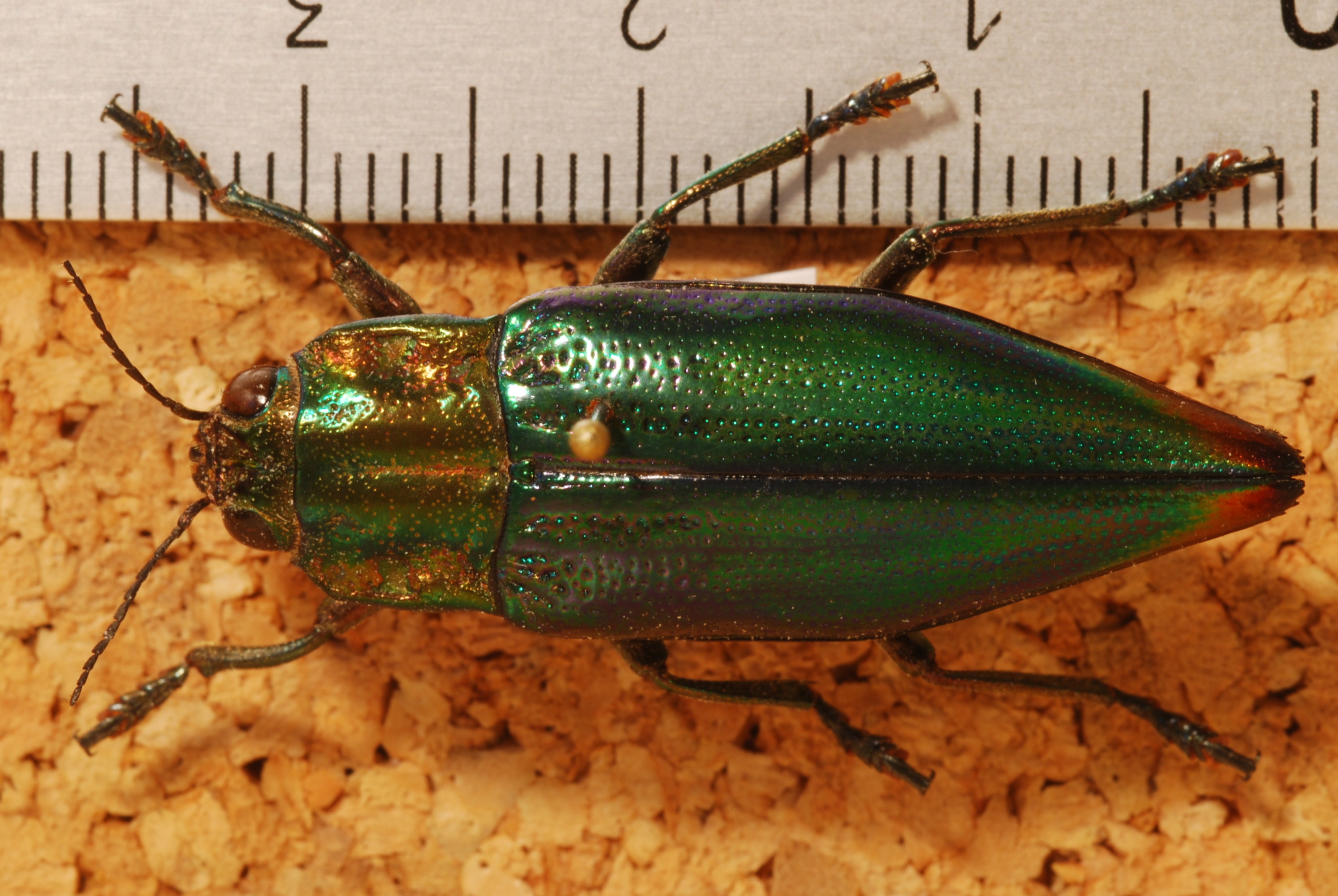 Jewel Beetle (Cyphogastra semipurpurea) (8271848217).jpg