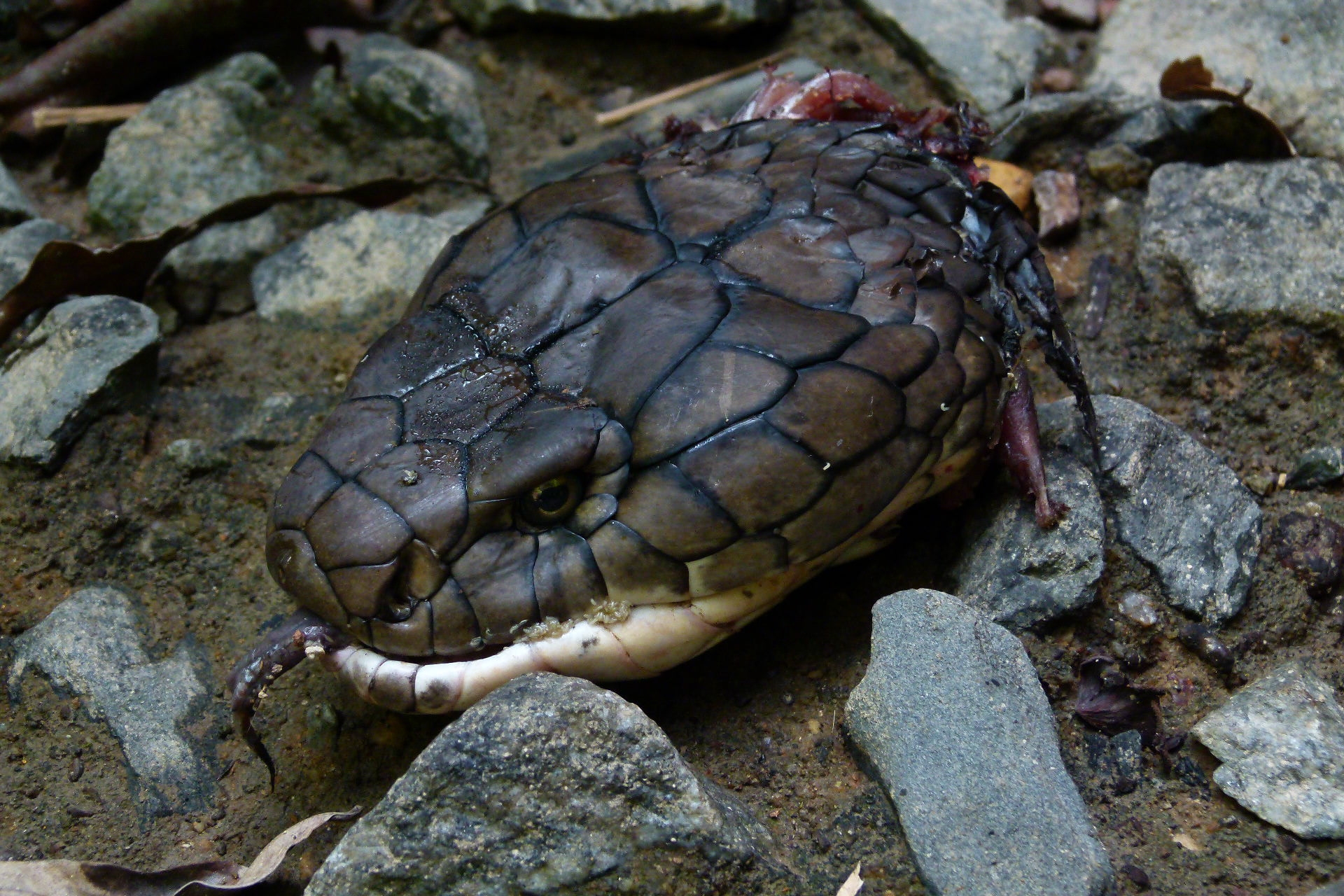 Камень змеи. King Cobra. Камень королевской кобры. Голова гадюки. Змеиная голова.