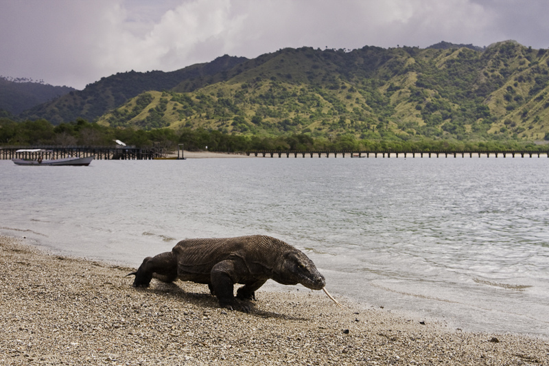 Komodowaran. Komodo dragon at Komodo National Park UNESCO-Weltnaturerbe in Indonesien)