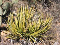 Lechuguilla (Agave lechuguilla)—one of the indicator plants of the Chihuahuan desert