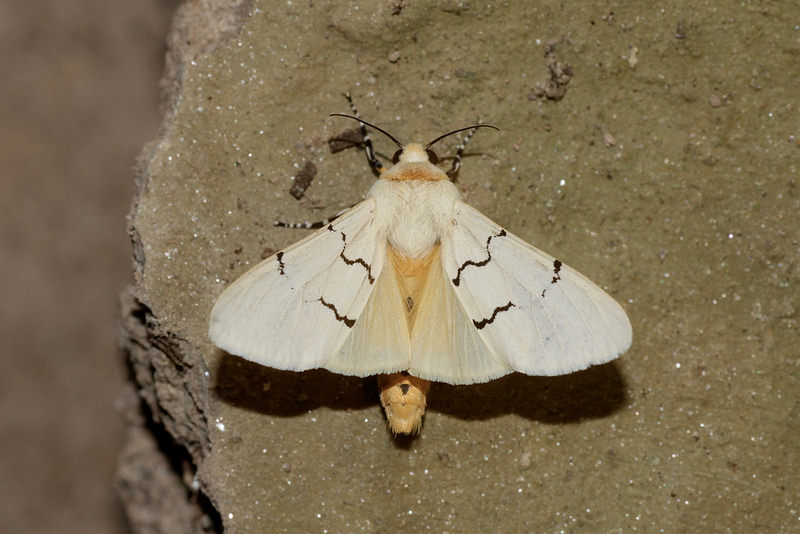 Leucaloa eugraphica