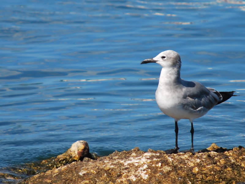 File:Leucophaeus atricilla megalopterus DT -JM Port Royal- (2) (20670514030).jpg