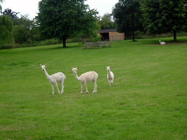 File:Llamas at Stoke Doyle - geograph.org.uk - 491928.jpg