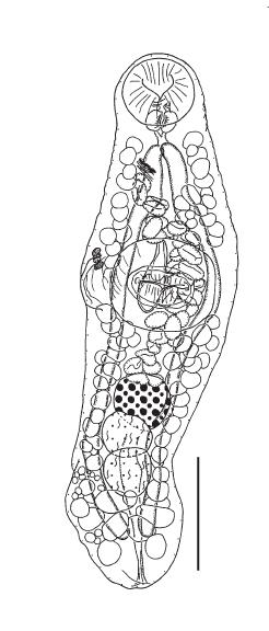 Macvicaria dextrocaula