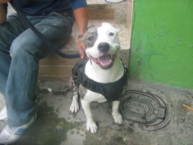 File:Mancha, Pitbull.jpg