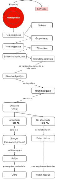 Миниатюра для Файл:Metabolismo de la bilirrubina-3 editado.png