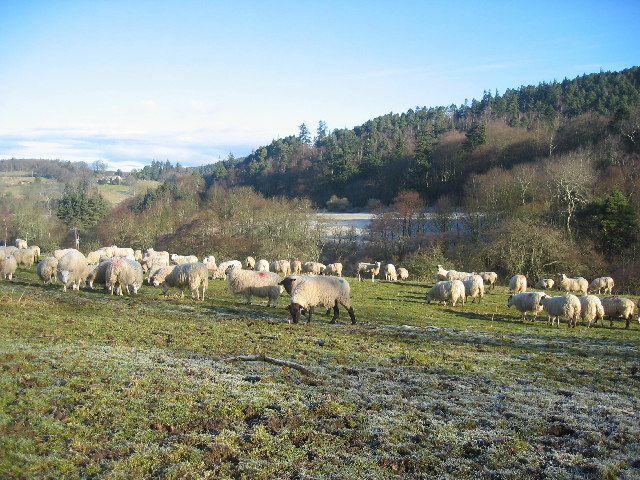 Mill field, Wagtail Farm, Coquet Valley - geograph.org.uk - 127589.jpg