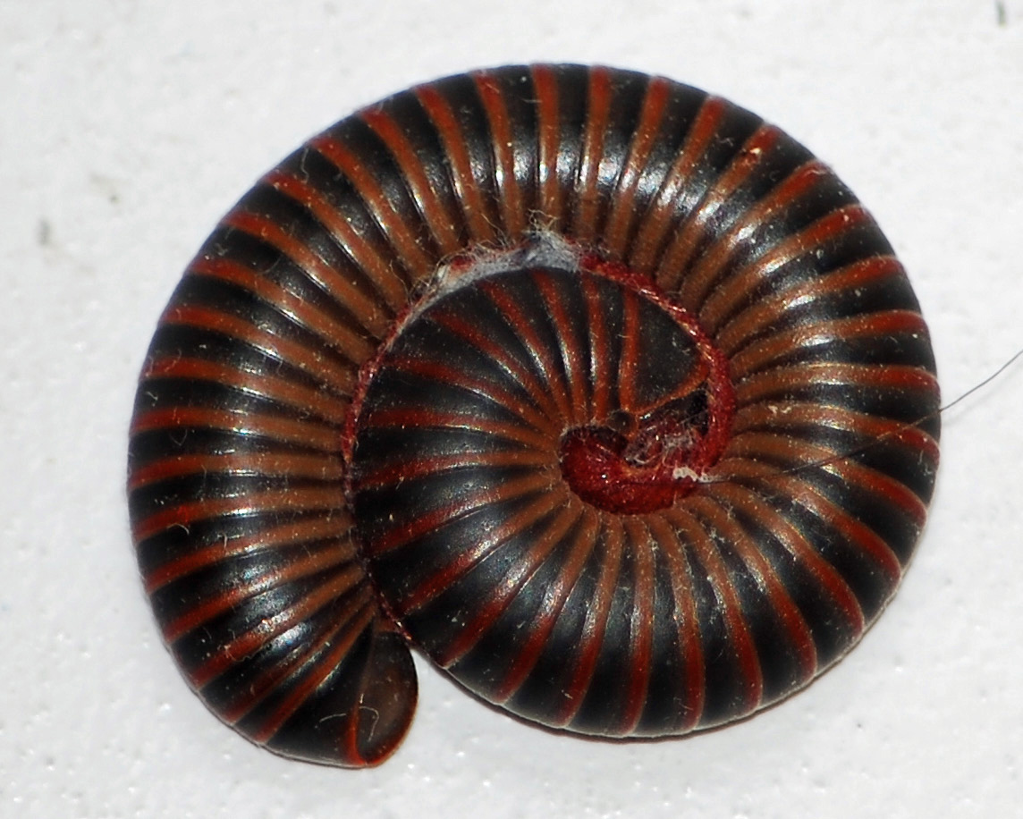 Millipede_curled.jpg