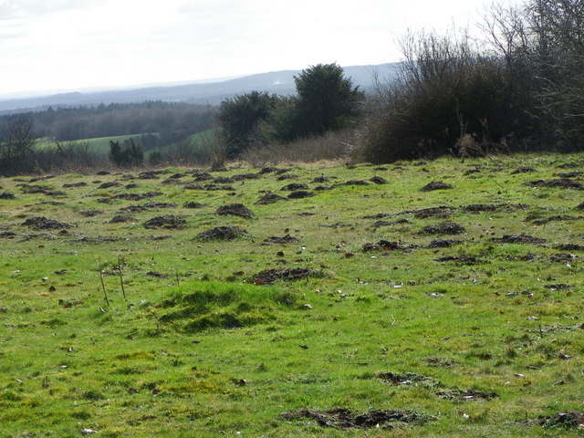 Molehills, Pepperbox Hill - geograph.org.uk - 2833705