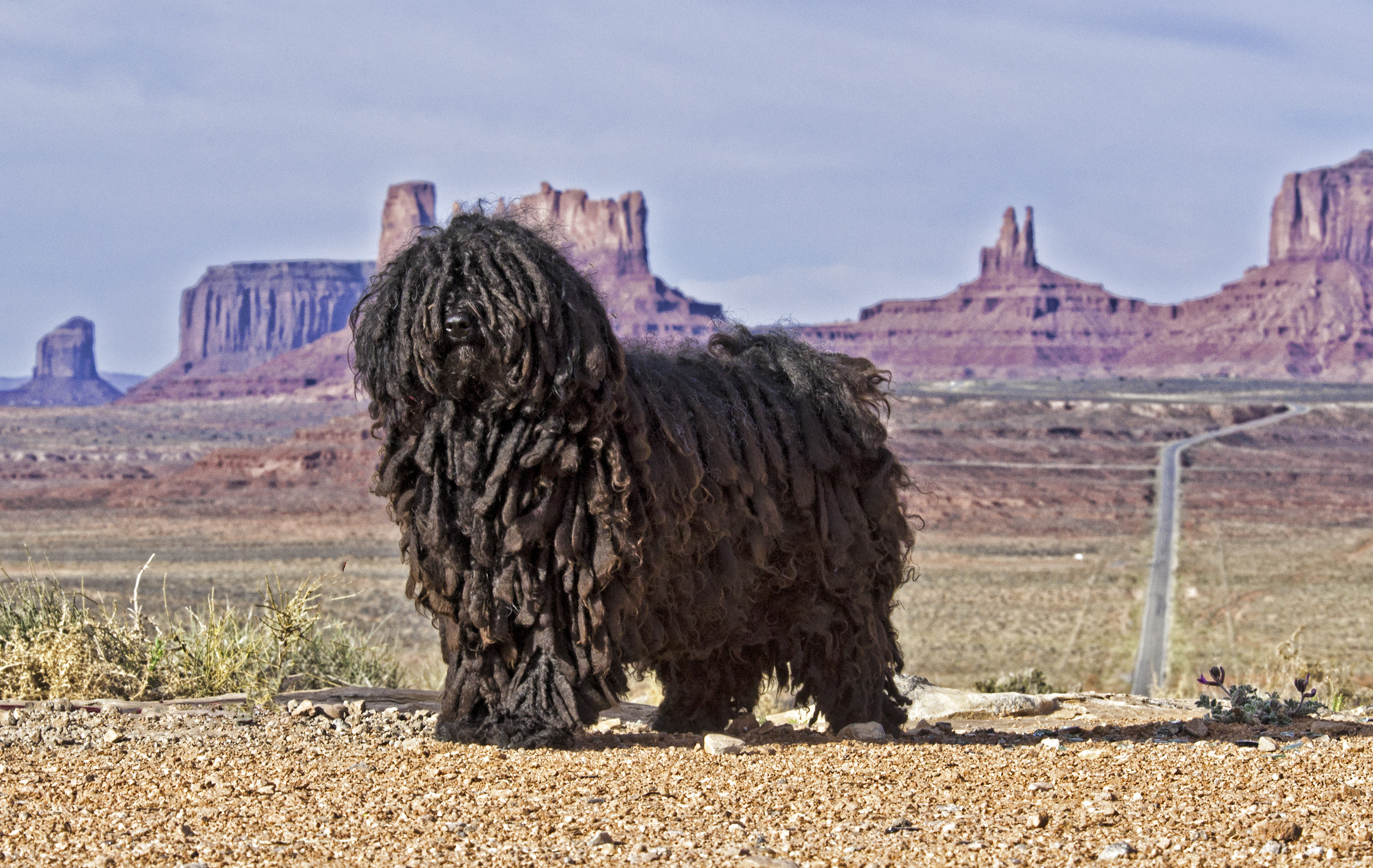 black mop dog