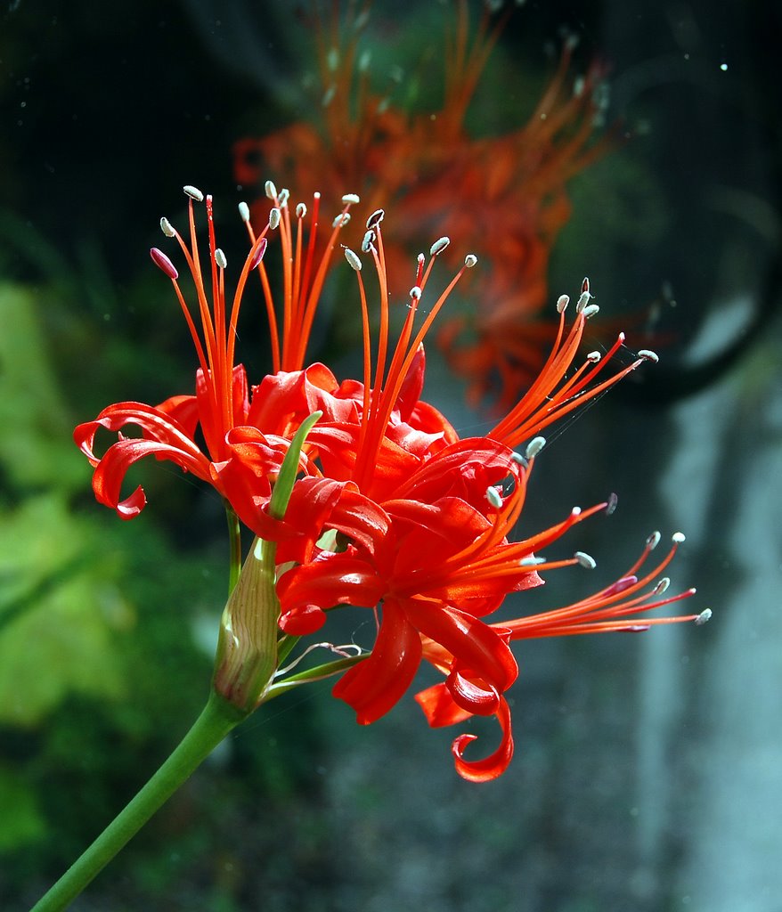 Nerine Wikipedia