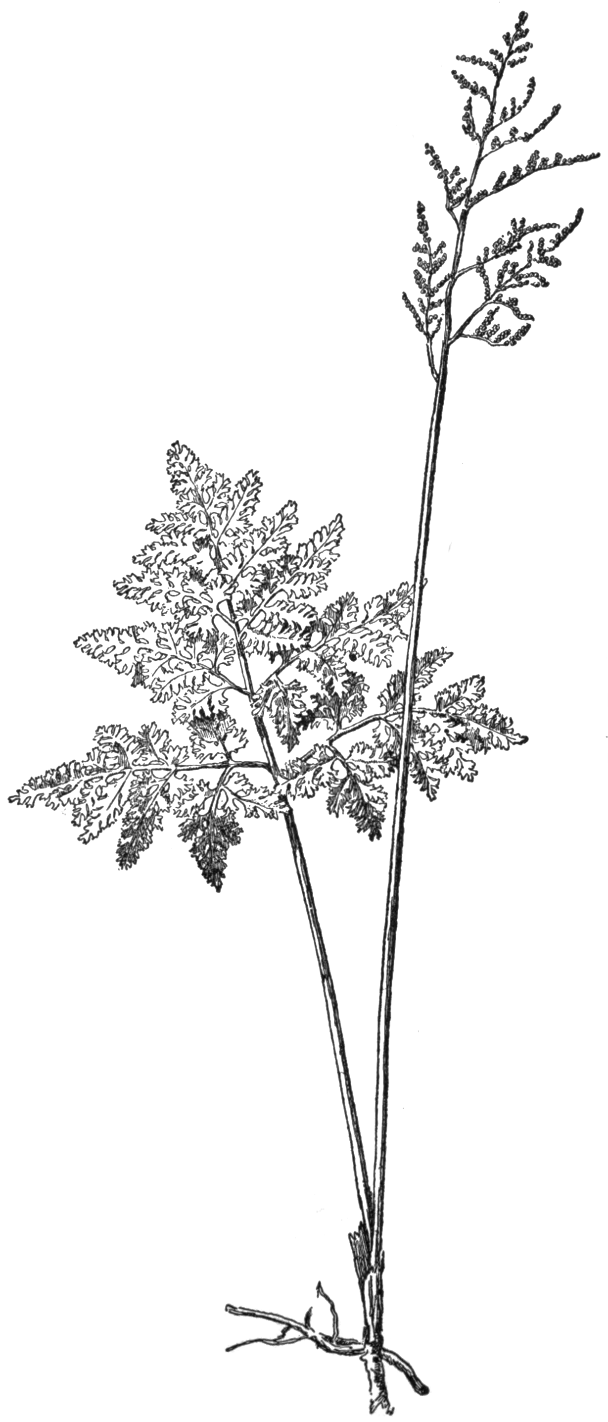 botrychium dissectum