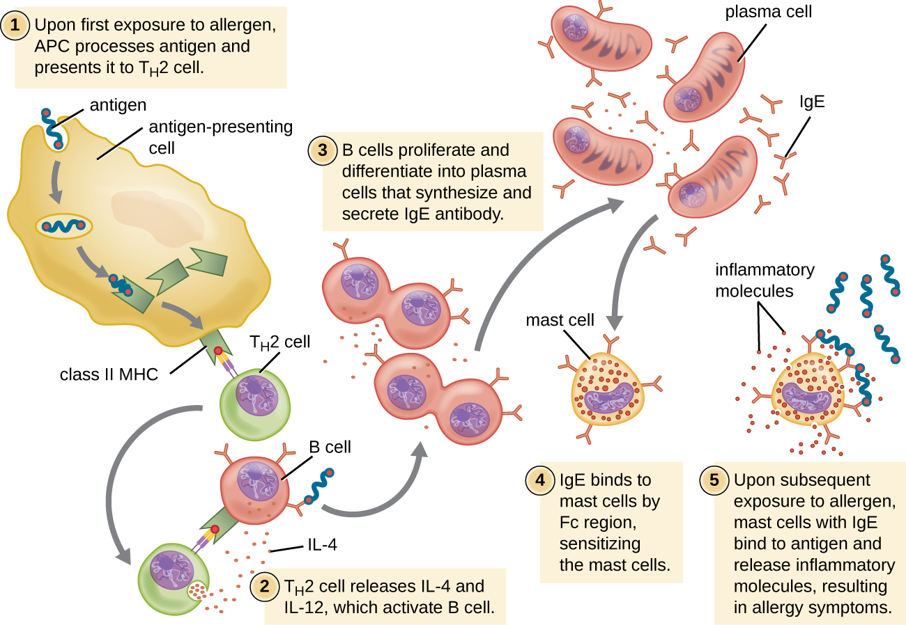 Allergy Sensitization and Provocation. Image description available.