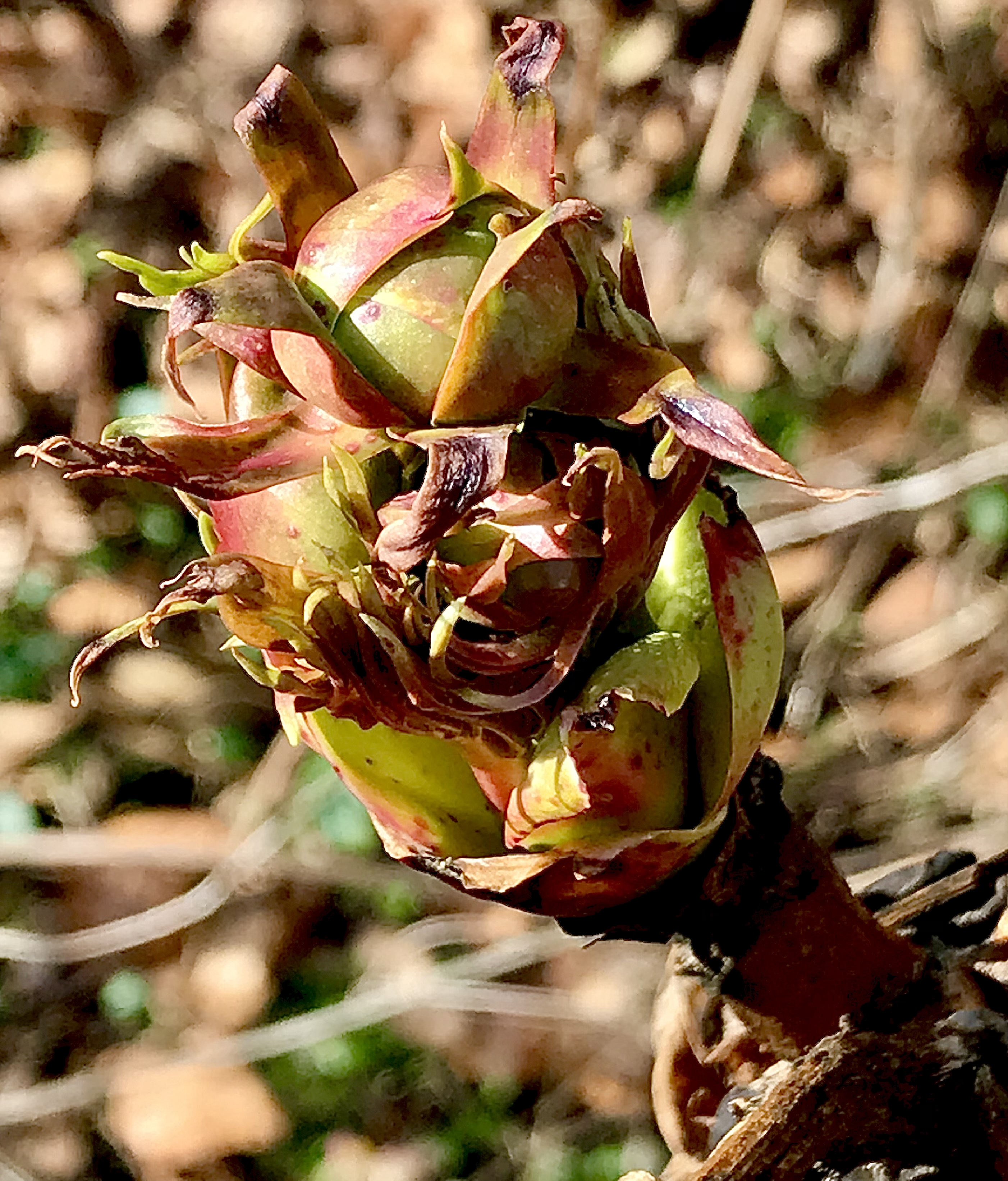 File:Flower Bud.JPG - Wikimedia Commons