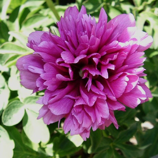 File:Paeonia veitchii10.jpg