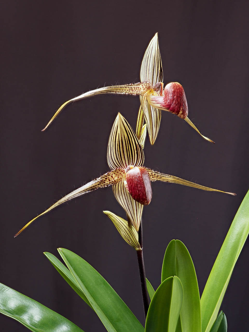 Paphiopedilum rothschildianum Hybride ´Green Dragon´ Orchidee Orchideen 