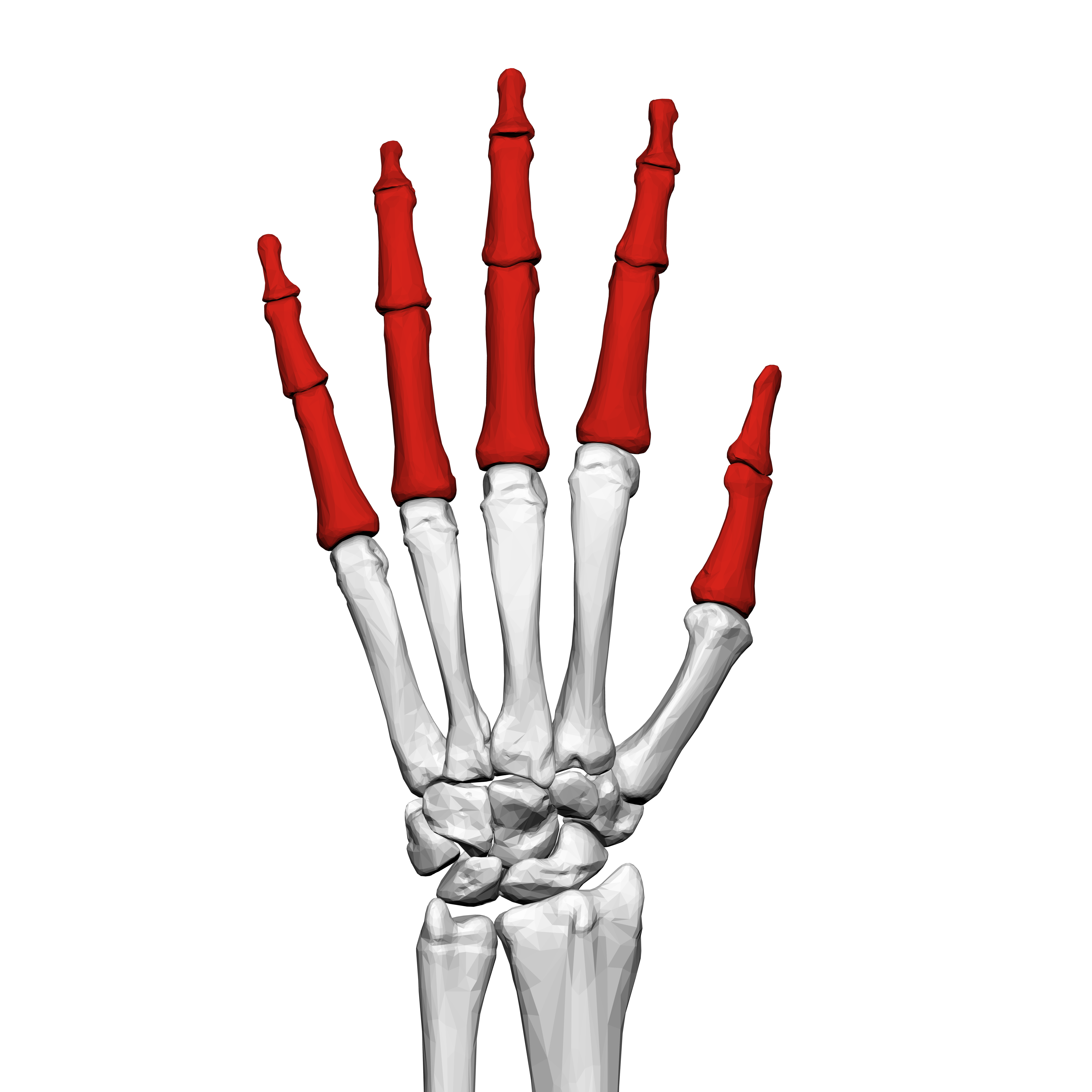 FilePhalanges of the hand (left hand) 02 dorsal view.png