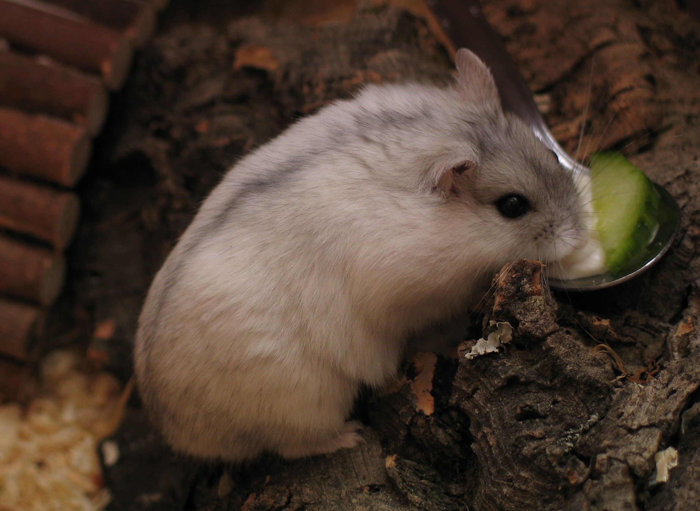 Hamster doré : soins, alimentation et besoins