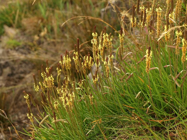 File:Plantain, Wadham Beach - geograph.org.uk - 890735.jpg