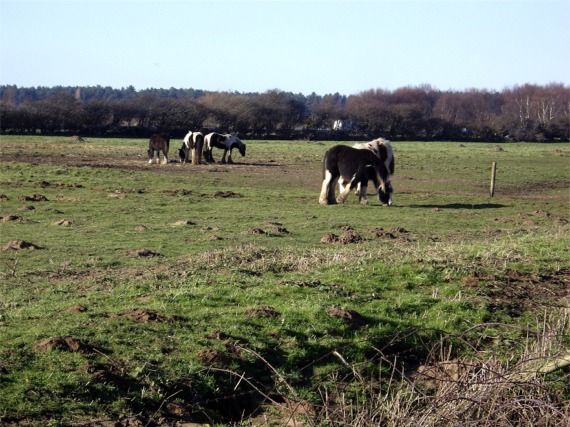 File:Ponies grazing waste land - geograph.org.uk - 331010.jpg