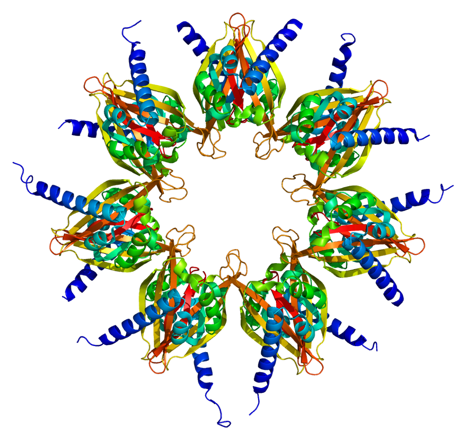 Calcium/calmodulin-dependent protein kinase type II subunit alpha -  Wikipedia