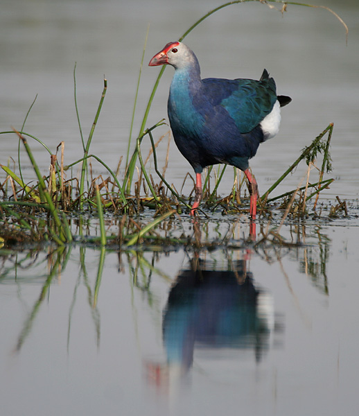 File:Purple Swamphen I IMG 9438.jpg