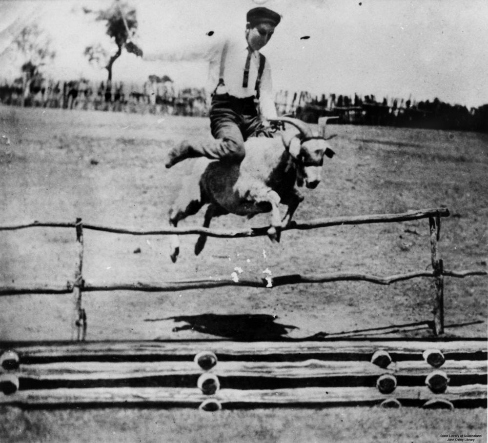FileRecord High Jump On Tiger The Goat At Blackall Queensland