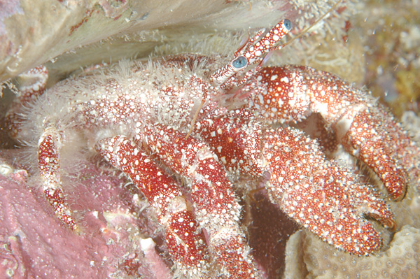 File:Red Hermit Crab.jpg