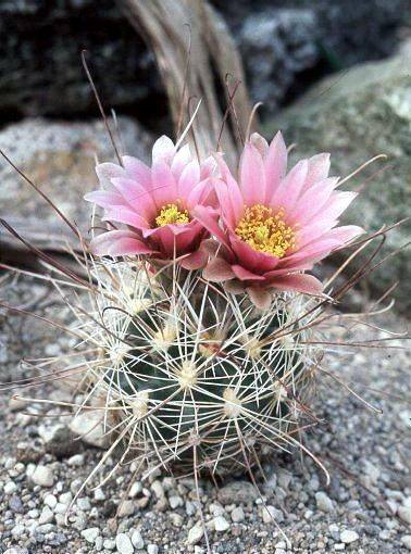 File:Sclerocactus nyensis fh 107 NV in cultur BB.jpg