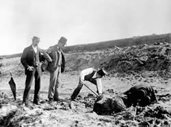 Excavation of dugong remains at Shea's Creek in 1896, during construction of the Alexandra Canal. The curator of the Australian Museum, Robert Etheridge, stands centre wearing a top hat. Image: Australian Museum archives