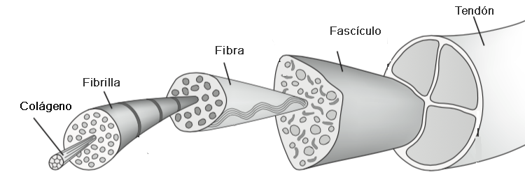 File:Tendon hierarchy and organization esp.png