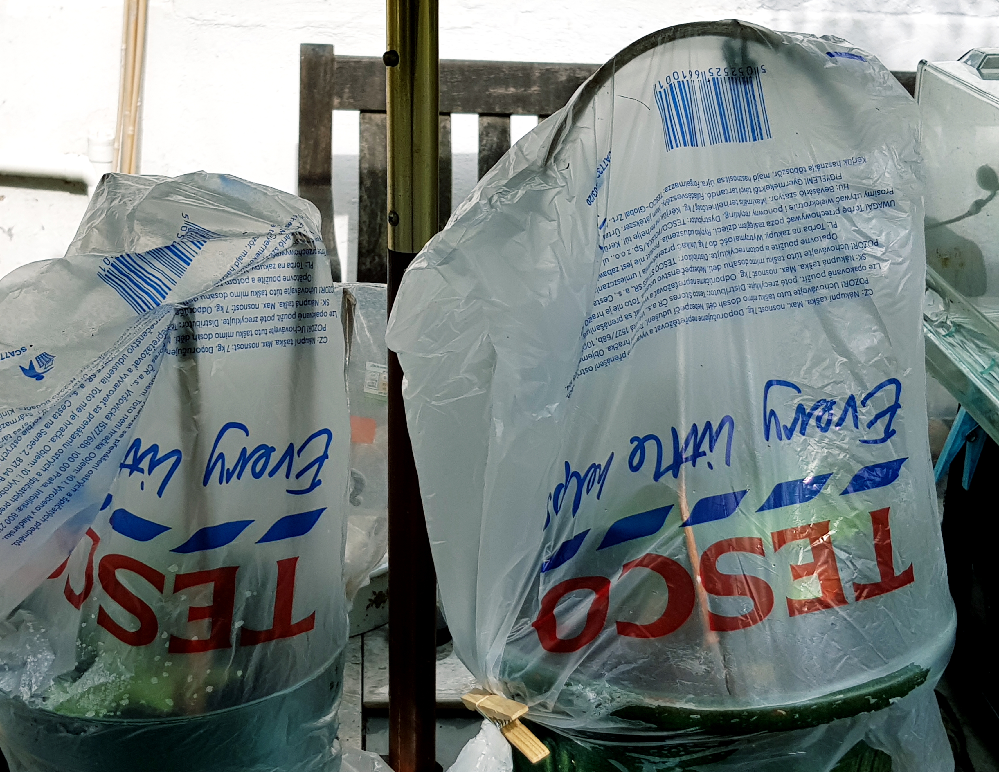 File:Tesco plastic bags reused as cloches.jpg - Wikimedia Commons