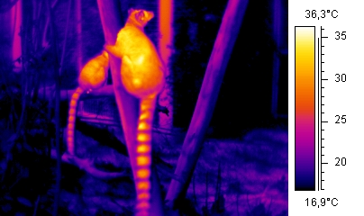 Thermographic image of a ring-tailed lemur