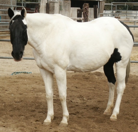 black tovero horse