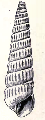 Turbonilla belotheca 001.png