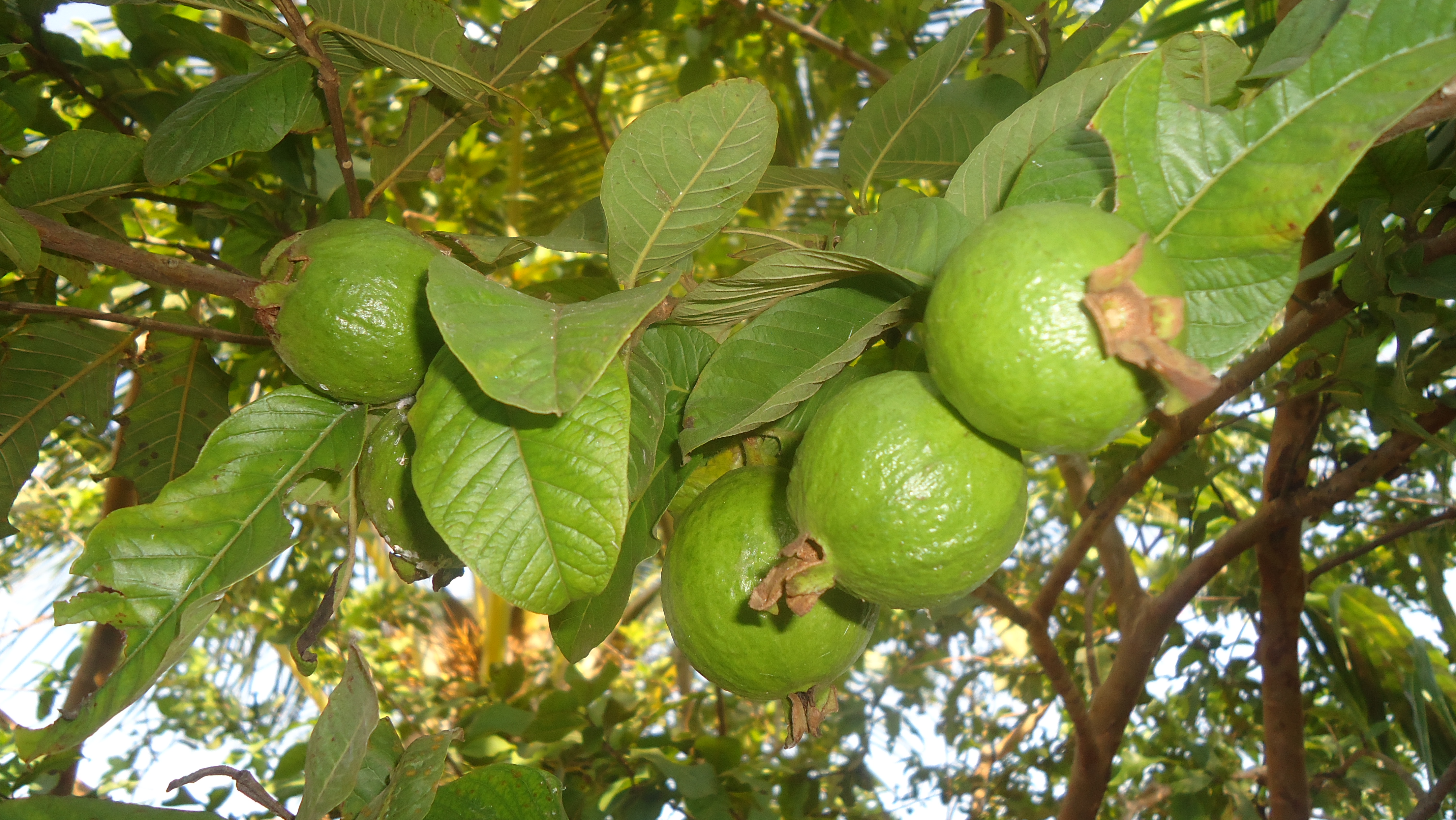 benefit of unripe guava