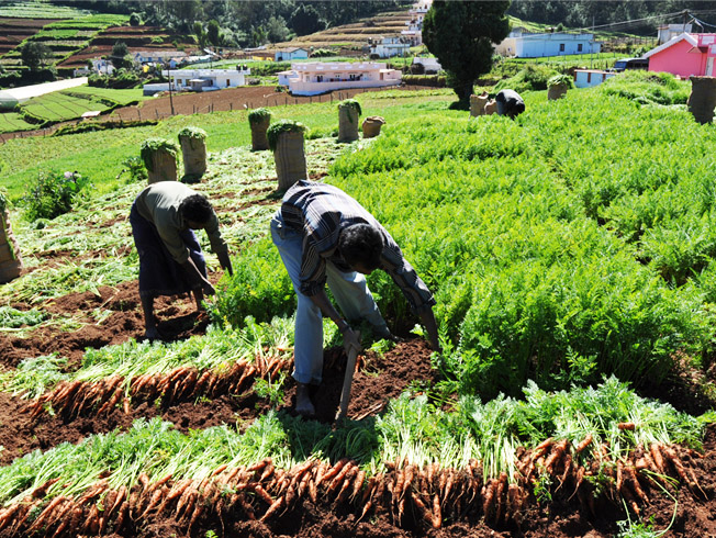 VEGITABILE FARM VATTAVADA